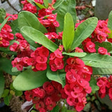 Red Crown of Thorns Plant Live for Planting