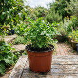 Parsley Live Plants, Parsley Herb Plant, 4-7 Inch Tall, 4 Inch Pot