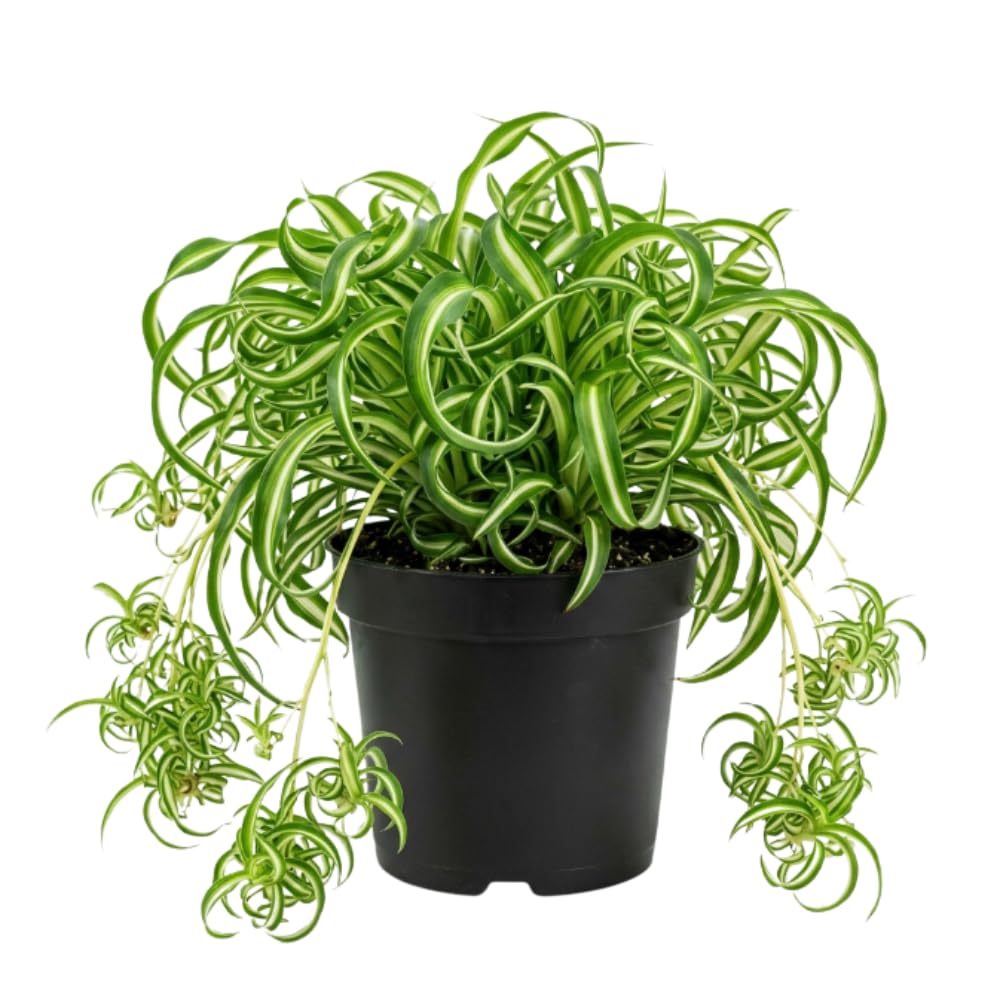 Variegated Spider Live Plant, Home Office Decor Plant, 2 Inch Pot
