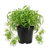 Variegated Spider Live Plant, Home Office Decor Plant, 2 Inch Pot
