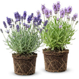 2 Mixed Lavender Plants, 4-8" Tall