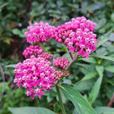 Set of 2 Pink Milkweed Live Plant 4-6" Tall