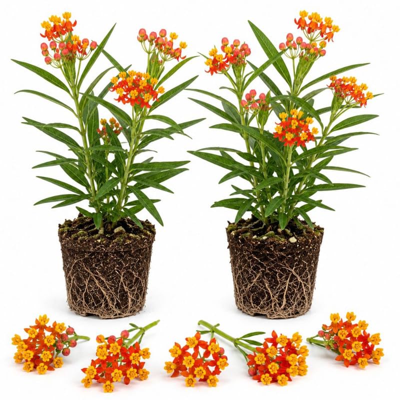 2 Tropical Milkweed Plants - 3-6" Tall