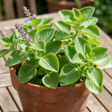 2PPP Green Cuban Oregano Plant, 4'' Tall in 4 Inch Pot, Fragrant Herb