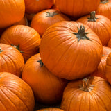 Orange Pumpkin Live Plant, 4-6 Inch Tall, 4 Inch Pot