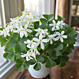 Green Shamrock Oxalis Plant Live, Rare Indoor Houseplant, 3-6 Inch Tall