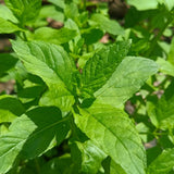 Lemon Mint Live Plant, 3–5 Inch Tall