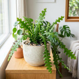 Fishbone Cactus Live Plant, Cactus Houseplant, 3-5 Inch Tall, 2 Inch Pot