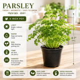 Parsley Live Plants, Parsley Herb Plant, 4-7 Inch Tall, 4 Inch Pot