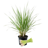 Lemongrass Live Plant, Outdoor Garden Herb Plant, 4-7 Inch Tall, 4 Inch Pot