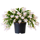 White Christmas Live Holiday Cactus Plant, Tropical Houseplant