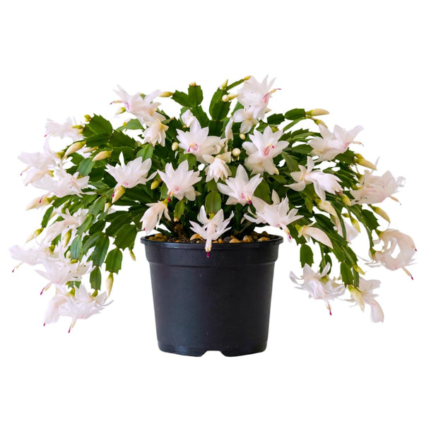 White Christmas Live Holiday Cactus Plant, Tropical Houseplant