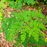 2 Moringa Live Plants, Herb Tree, 4-7 Inch Tall, 4 Inch Pot