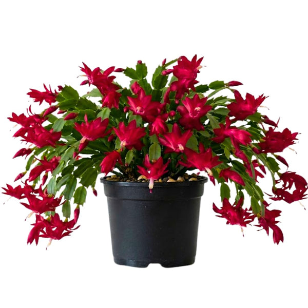 Red Christmas Holiday Cactus Live Plant, Tropical Houseplant