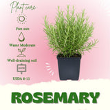 Rosemary Plant Live, Indoor Outdoor Herb Plant, 10-12 Inch Tall
