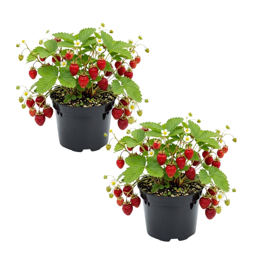2 Strawberry Plants Live, Home Garden Berry Bush, 3-5 Inch Tall, 3 Inch Pot