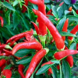 Hot Red Pepper Plant Live 4" Pot, 3–6" Tall, 2 Plant Per Pot