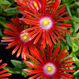 Red Ice Plant Live Plant, Ground Cover, 4 Inch Pot