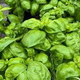 Large Leaf Sweet Basil Live Plant, 3–5 Inch Tall
