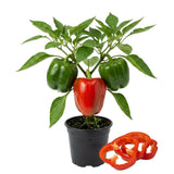 Sweet Bell Peppers Live Plant, 4 Inch Pot, 3-6" Tall