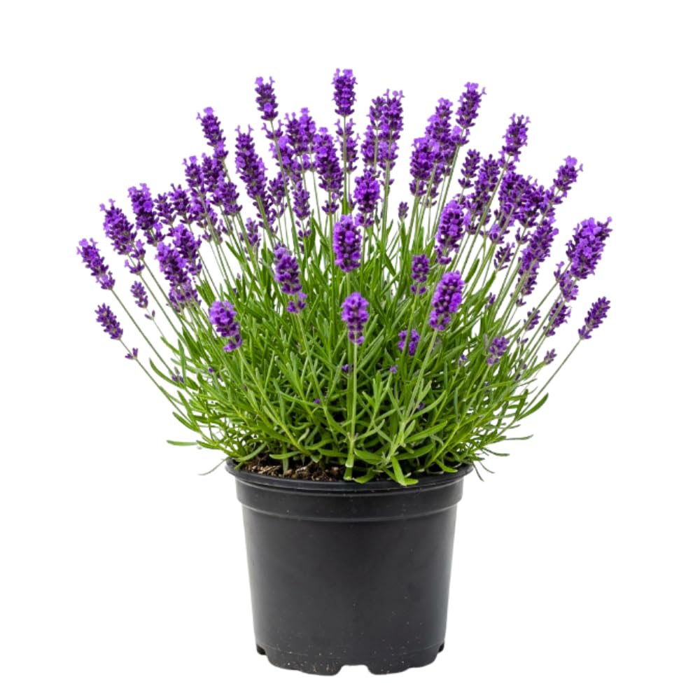 Provence Lavandula Lavender Live Plant, 4-5 Inch Tall, 3.5 Inch Pot