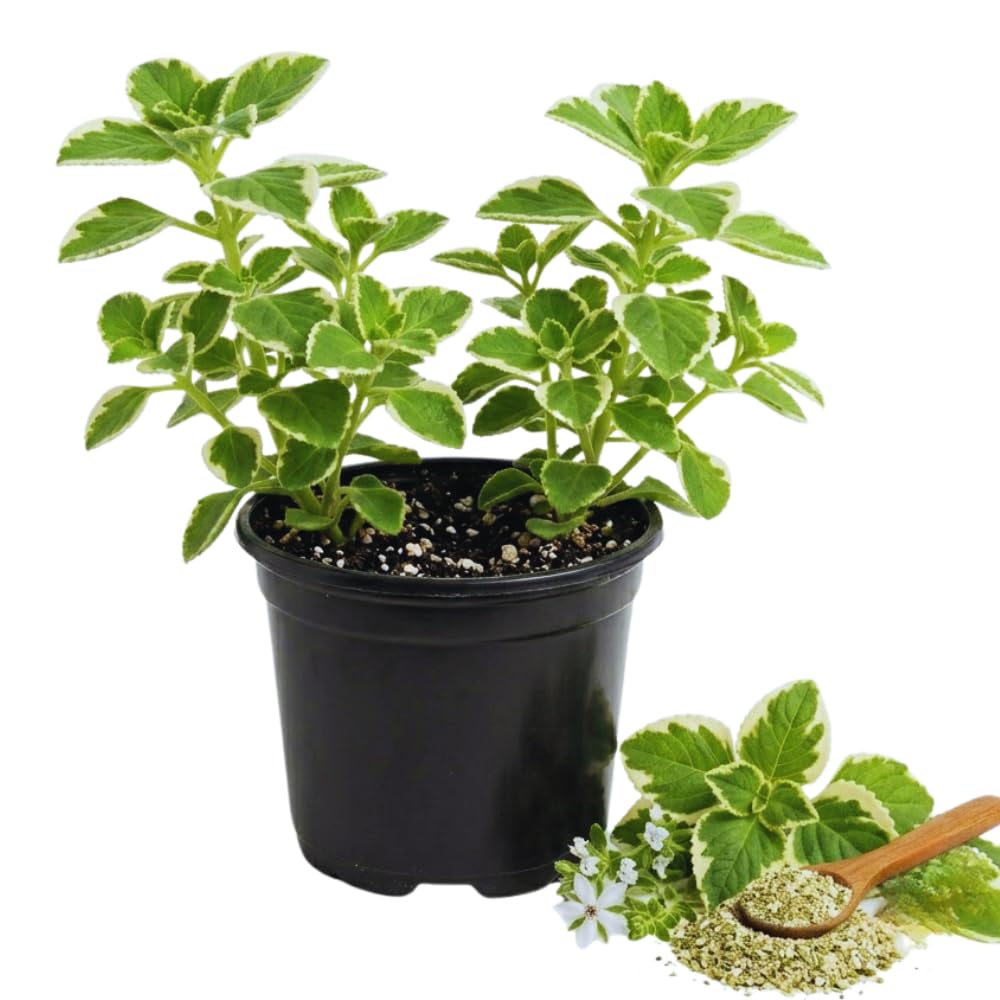 2 Cuban Oregano Live Plants, Herb Plant, 4 Inch Tall, 4 Inch Pot