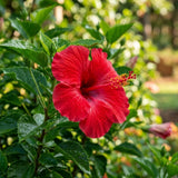 2 Red Hibiscus Bushes Live Plants, Vibrant Bloom Plant, 5-7 Inch Tall