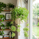 Curly Spider Plant Live, Indoor Decor Plant, 3-5 Inch Tall, 2 Inch Pot