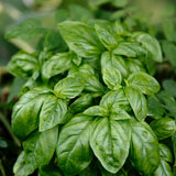 Sweet Basil Live Herb Plant 3-5 Inch Tall, 4 Inch Pot