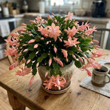Salmon Christmas Cactus Live Plant, 3 Inch Pot, 2 Plants Per Pot