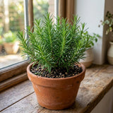 Rosemary Plant Live, Outdoor Garden Herb Plant, 4-6 Inch Tall, 4 Inch Pot