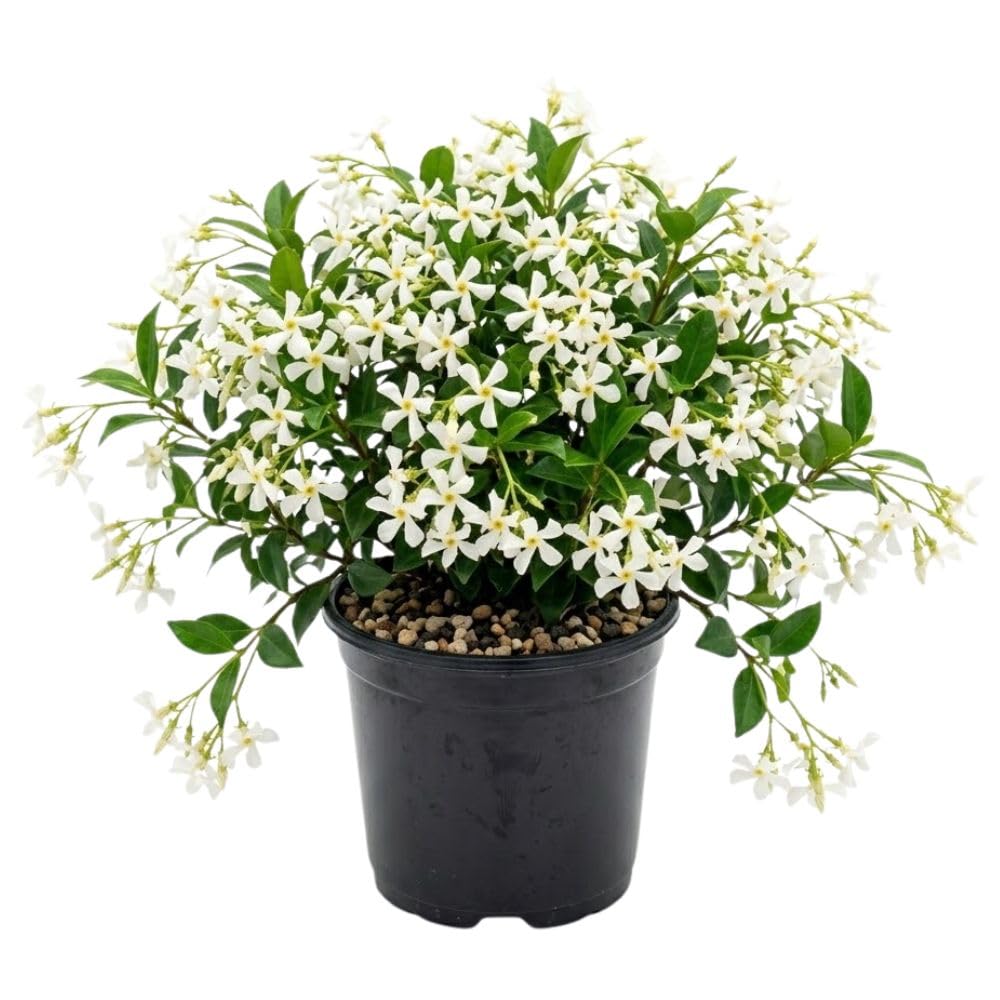 Star Jasmine Plant Live 4 to 6 Inch Tall