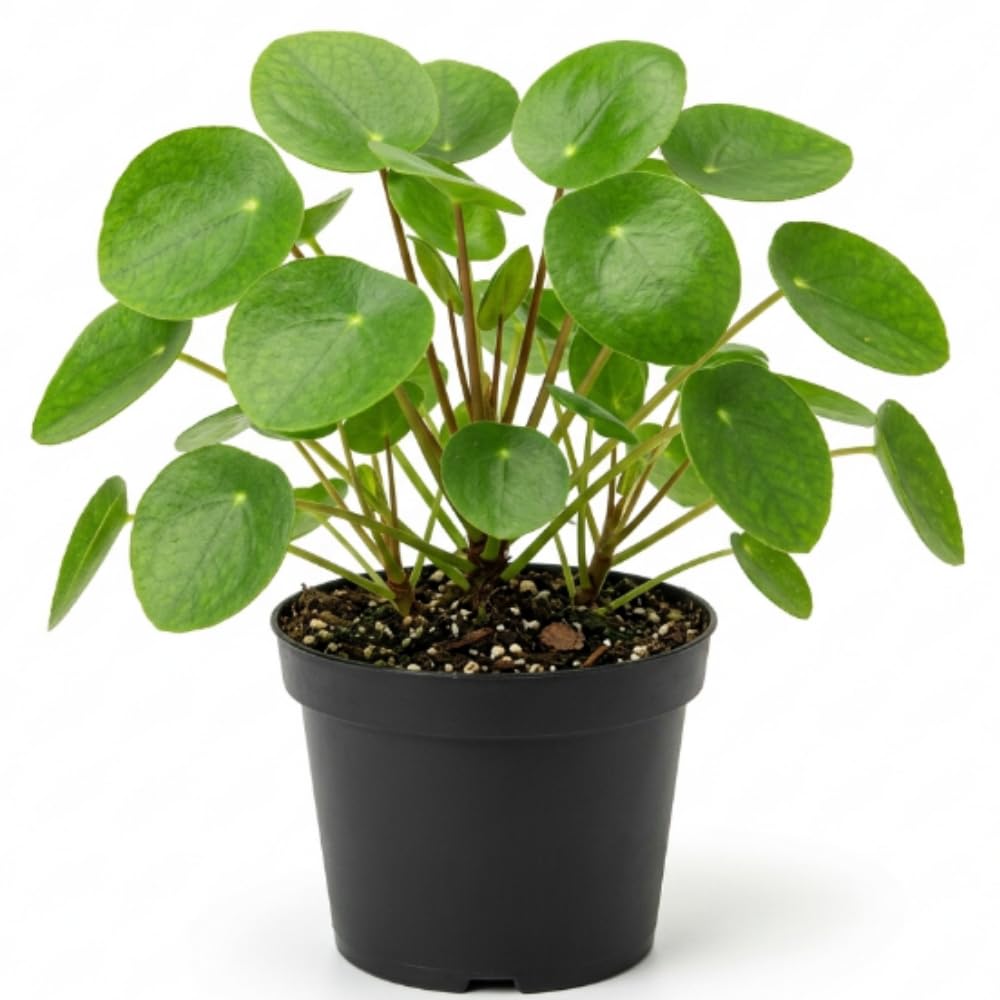 Pilea Peperomioides Money Live Plant, Home Decor Houseplant, 4 Inch Pot