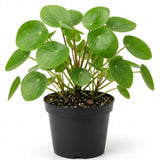 Pilea Peperomioides Money Live Plant, Home Decor Houseplant, 4 Inch Pot