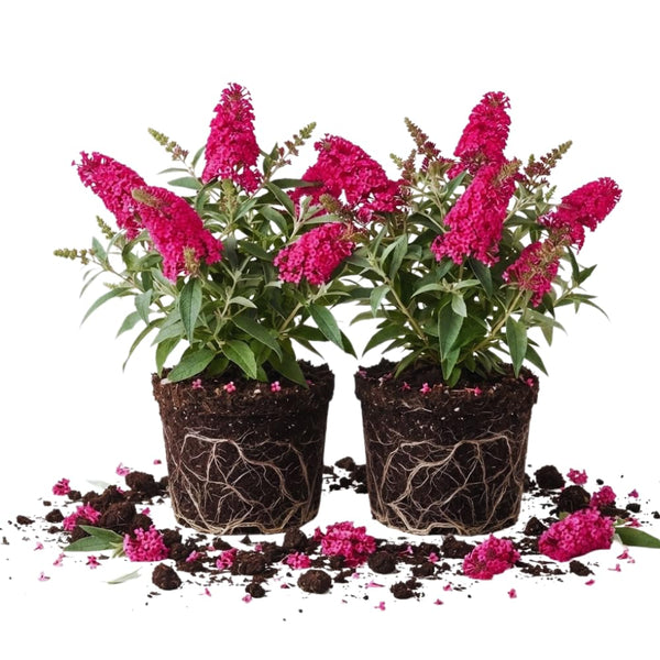 2 Pink Butterfly Bushes Live Plants, Fragrant Bloom Bush, 5-7 Inch Tall