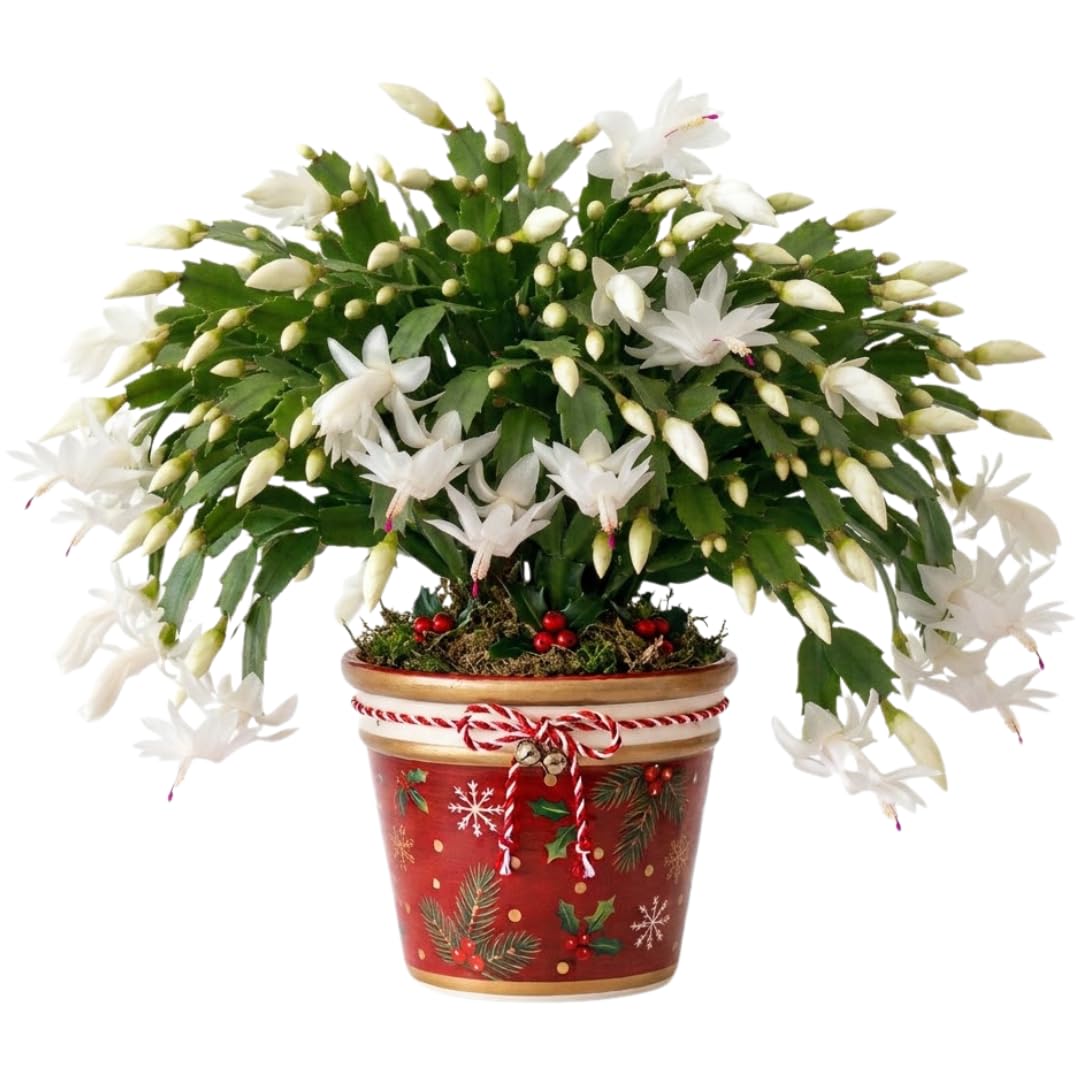 White Christmas Cactus Live Plant, Desk Shelf Plant, 4-6 Inch Tall