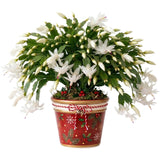 White Christmas Cactus Live Plant, Desk Shelf Plant, 4-6 Inch Tall