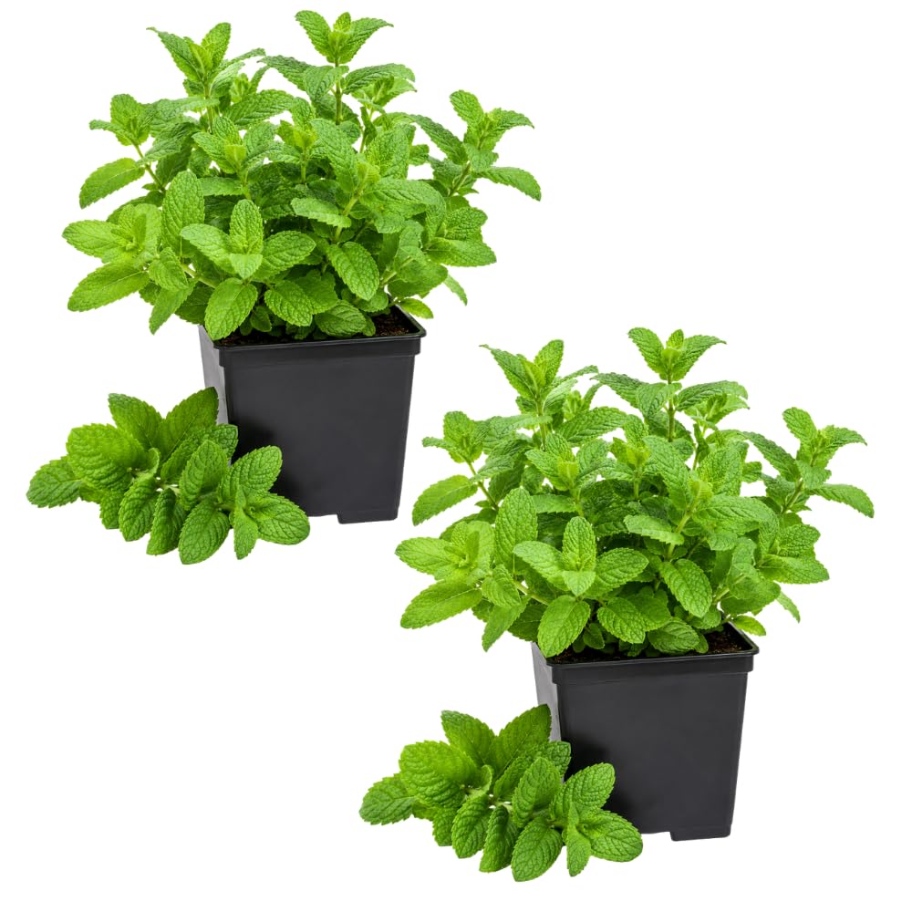 2 Lemon Mint Live Plants, Herb Plant, 3-7 Inch Tall