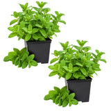 2 Lemon Mint Live Plants, Herb Plant, 3-7 Inch Tall