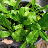 Culantro Plant Live, Garden Herb Plant, 3.5 Inch Pot