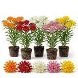 3 Mixed Milkweed Live Plants, 3-6" Tall Plant