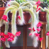 Rare Monkey Tail Cactus Succulent 2" Pot