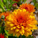 2 Orange Chrysanthemum Live Plants - 3-6 Inch Tall