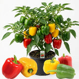 Bell Pepper Plants Live, Live Seedling, 4-6 Inch Tall, 4 Inch Pot