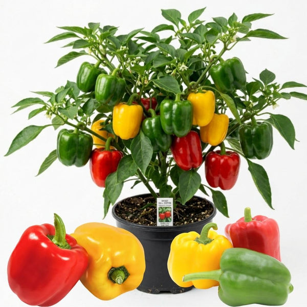 Bell Pepper Plants Live, Live Seedling, 4-6 Inch Tall, 4 Inch Pot