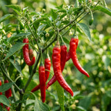 Pepper Plant Live, Chili Plant, 6-9 Inch Tall, 4 Inch Pot