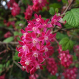 Pink Currant Bush Live Plant, Berry Shrub, 6-10 Inch Tall, 4 Inch Pot