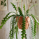 Fishbone Cactus Epiphyllum Live Plant, Indoor Cactus Plant, 4 Inch Pot