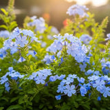 2 Blue Plumbago Live Plants, Flower Plant, 4-6 Inch Tall