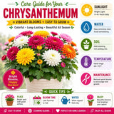 2 Mix Chrysanthemum Live Plants - 3-6 Inch Tall